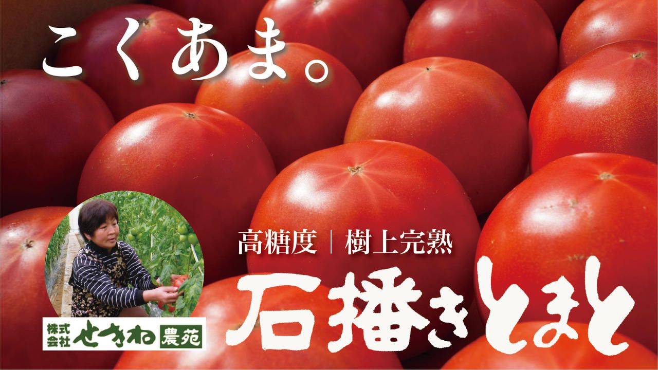 砂利で育てたら、トマトはここまで甘くなる。旭市から、高糖度「石播きトマト」を届けたい！