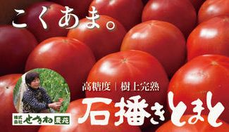 クラウドファンディングプロジェクト：砂利で育てたら、トマトはここまで甘くなる。旭市から、高糖度「石播きトマト」を届けたい！