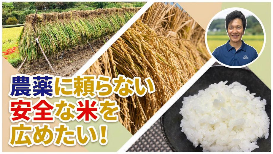 クラウドファンディングプロジェクト：農薬に頼らない安全な米を広めたい!!