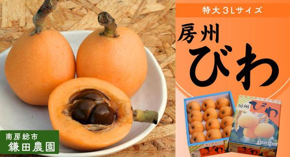 クラウドファンディングプロジェクト：【特大３Lサイズ】完熟もぎたて房州びわを南房総市からお届け！