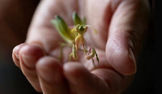クラウドファンディングプロジェクト：京都・一休寺の植物をもとにうまれる、想像の「いきもの」展。この場所を大切に思う気持ちを広げたい
