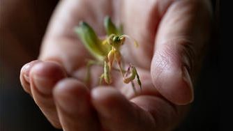 クラウドファンディングプロジェクト：京都・一休寺の植物をもとにうまれる、想像の「いきもの」展。この場所を大切に思う気持ちを広げたい