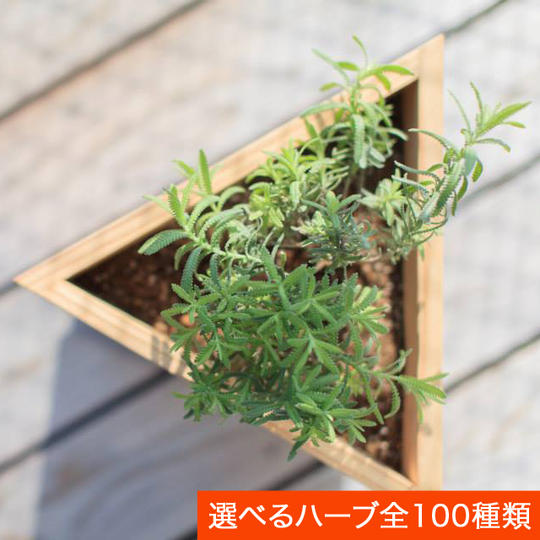 ハーブ100種類から選べる!三角ウッドプランターをつかったハーブ栽培セット