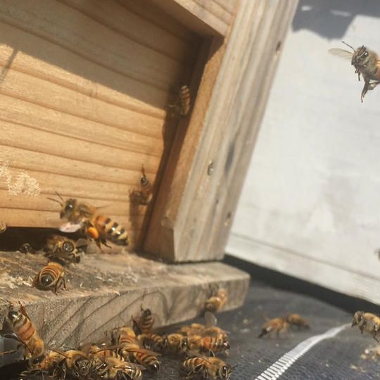 巣箱にチケット購入者様のお名前を印字　蜂蜜を2020年まで毎年発送