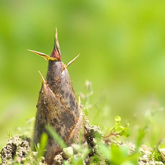 京丹波町産・タケノコ（8Kg)
