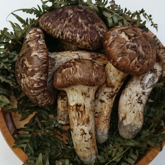 【30,000円お得】京都・丹波産の松茸