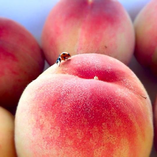 【50枚限定】生産者直送！今が旬の甘〜い完熟桃１kg　もぎたて特別パック！！