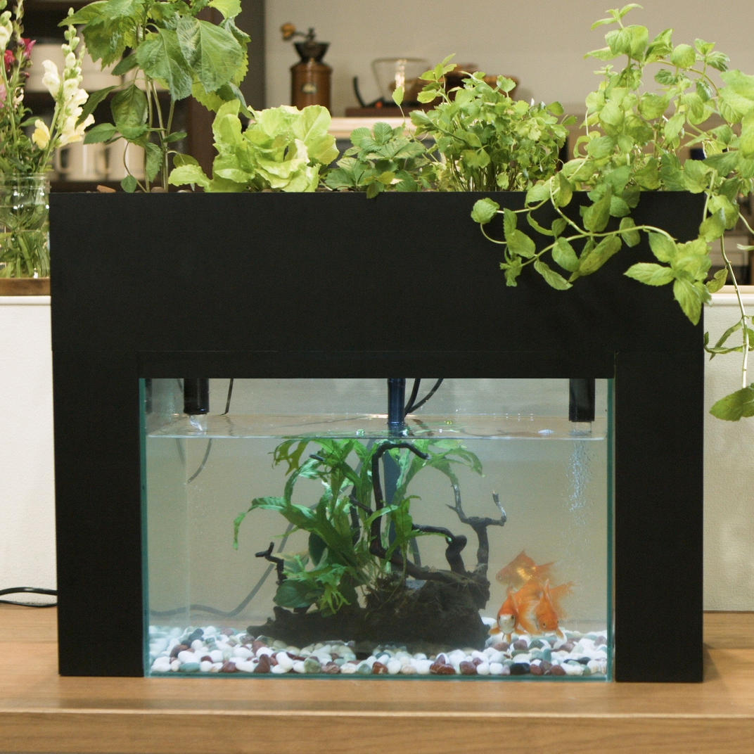 【未使用】アクアポニックス 水耕栽培 キット アクアスプラウト SV さかな畑 マットブラック