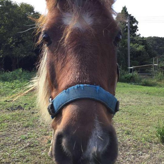 馬の命名権とホースセラピー施設見学を入れた観光ツアー旅行券 乗馬体験60分3年間無料
