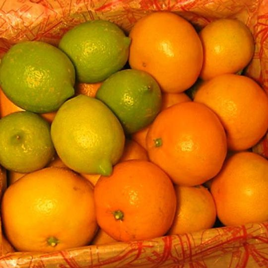 もぎたてレモン・ミカンの詰め合わせ　～県立広島大学の学生が、冬の大崎上島から直送します～