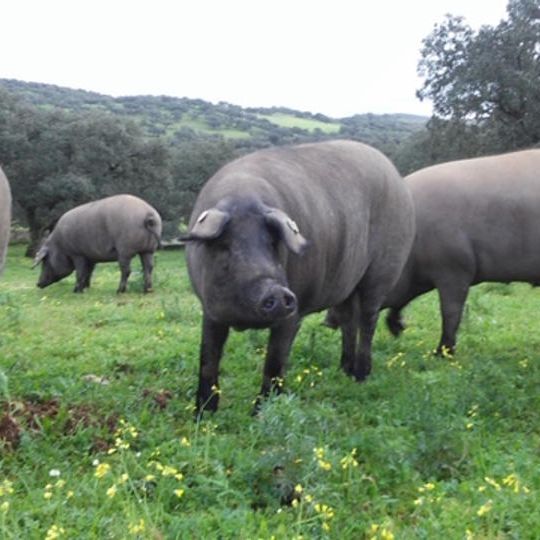 7/17(水)開催：生ハムセミナー参加チケット（試食付）