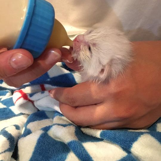 【お気持ちコース】オリジナルメモ帳1冊・猫ちゃんシール付きお礼のお手紙