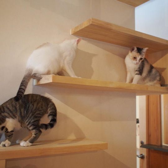 【温泉と保護猫カフェコース】リゾート施設お風呂券(ペア)・保護猫カフェ招待券(ペア)・猫ちゃんシール付きお礼のお手紙