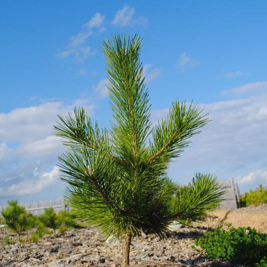 【A】受領書なし/1口500円コース