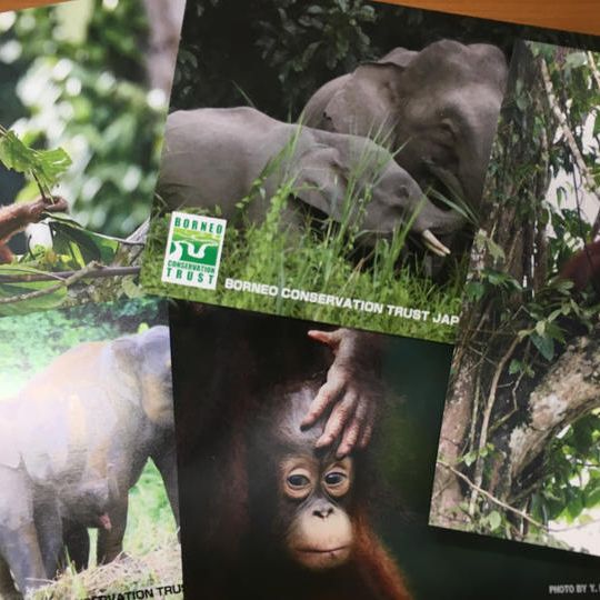 感謝レター&チャリティカンバッジ、特製ポストカード