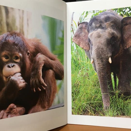 感謝レター&限定フォトブック