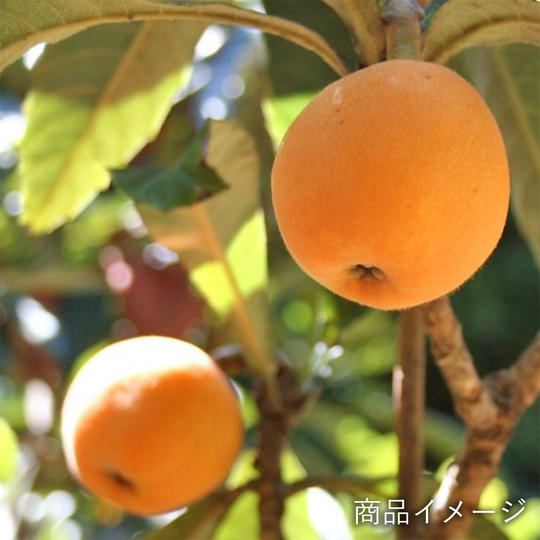 房州びわコース