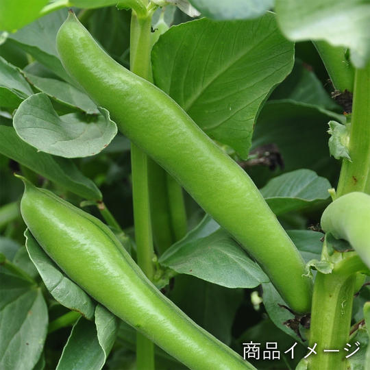 2種の房州そら豆コース