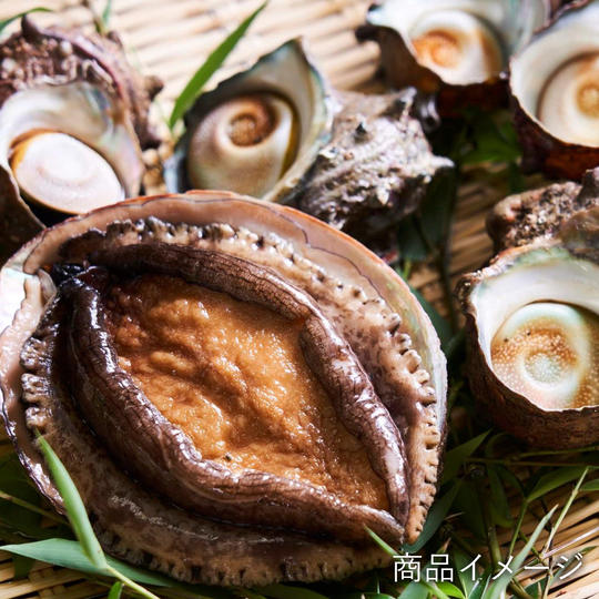 鴨川のアワビ、サザエなど「磯もの貝類セット」コース