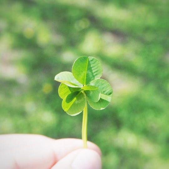 サンクスレター・六つ葉のクローバーキューブ(グリーン) 