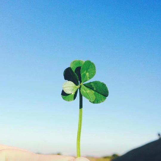 サンクスレター・七つ葉のクローバーキューブ(グリーン)