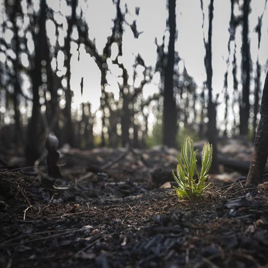 【送料込み】ONE TREE プロジェクトへの支援