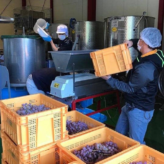 マスカットベーリーＡと甲州の２０１８と２０１９飲み比べ４本セットと干し葡萄セット＋葡萄とワインづくり体験５日間