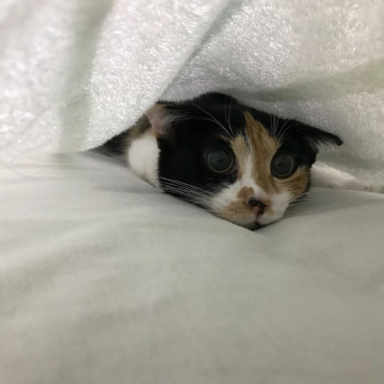 【応援御礼メッセージ＆モカちゃん動画】