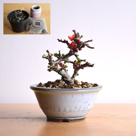 【Creema SPRINGS限定】やす自慢の長寿梅(赤花)と盆栽制作キット