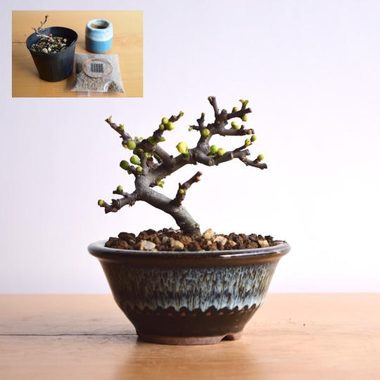 【Creema SPRINGS限定】やす自慢の長寿梅(白花)と盆栽制作キット