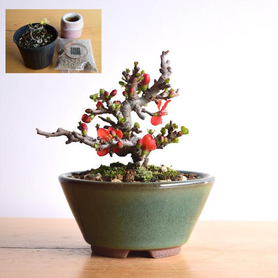 【Creema SPRINGS限定】グレードアップ！やす自慢の長寿梅(赤花)と盆栽制作キット