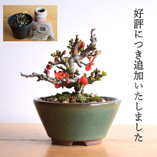 追加【Creema SPRINGS限定】グレードアップ！やす自慢の長寿梅(赤花)と盆栽制作キット