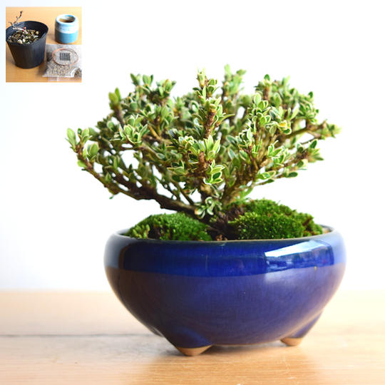 【Creema SPRINGS限定】白鳥花と盆栽制作キット