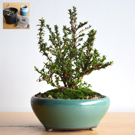 【Creema SPRINGS限定】八房香丁木と盆栽作成キット