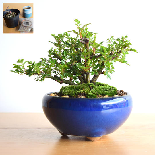 【Creema SPRINGS限定】野ばら(雅)と盆栽作成キット