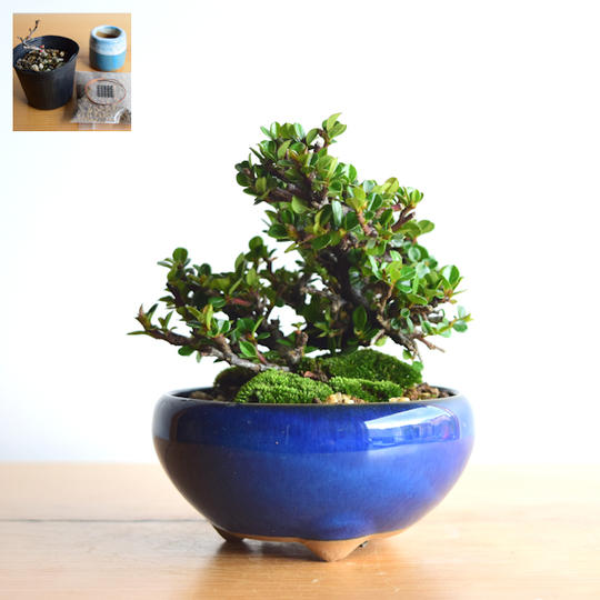 【Creema SPRINGS限定】ベニシタンと盆栽作成キット