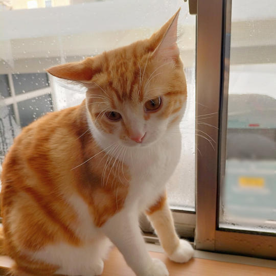 にゃん丸フォトブック