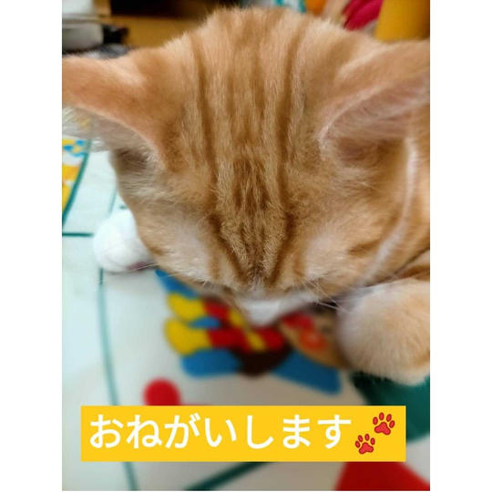 ただただ応援！