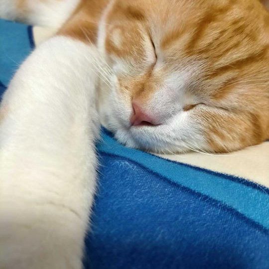 ペットホテル宿泊券 5回券