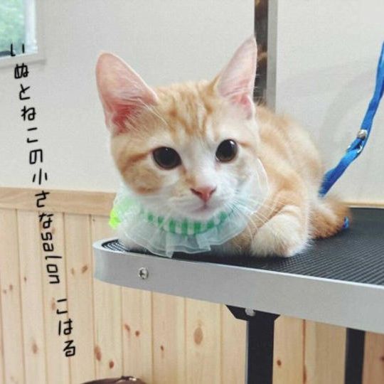 ペットホテル宿泊券＋トリミング券