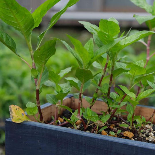 ～ご好評につき追加～【染色の森キット】おうちで藍を育てて染めてみよう！	