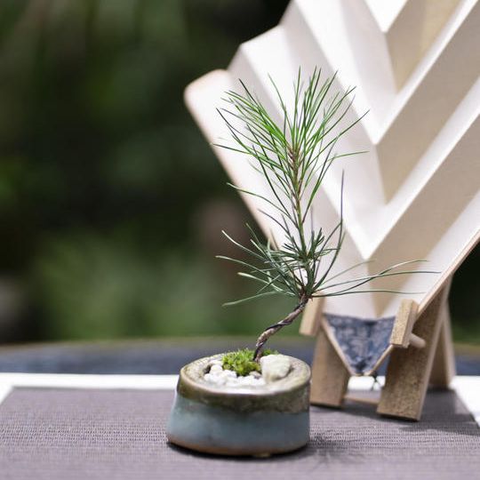 ①陶器コラボセット　マツ（3年）