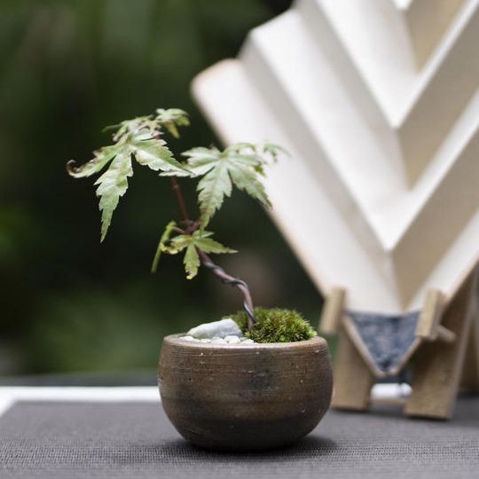 ②陶器コラボセット　モミジ（ミニ）