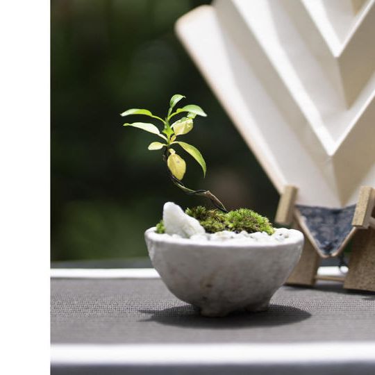 ③陶器コラボセット　ユズ（ミニ）