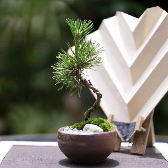 ④陶器コラボセット　マツ（5年）