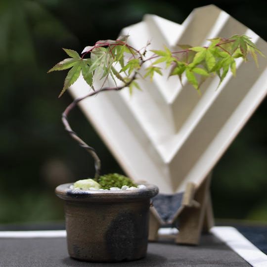 ⑤陶器コラボセット　モミジ(中）