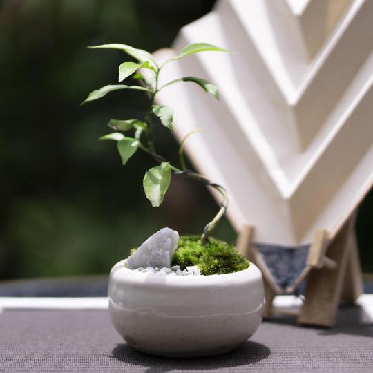 ⑥陶器コラボセット　ユズ（中）