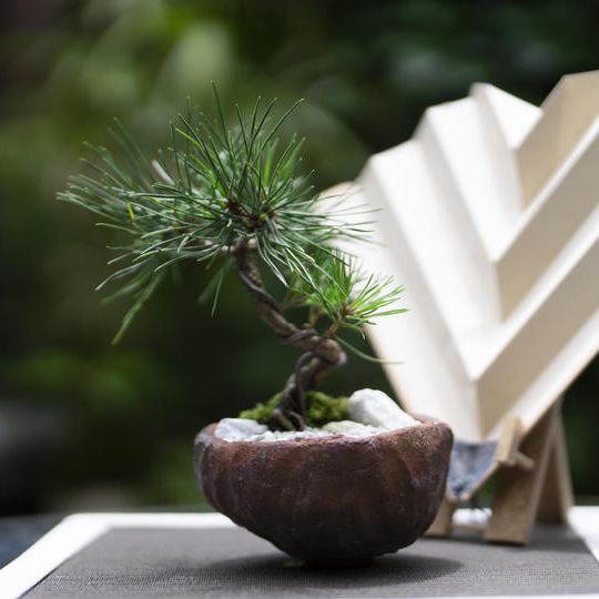 ⑦陶器コラボセット　マツ（10年）