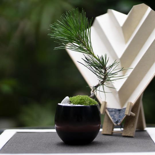 ⑩漆器コラボセット　マツ（3年）