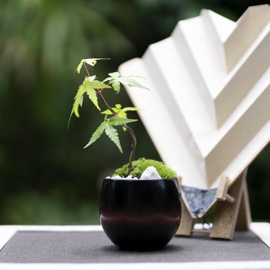 ⑪漆器コラボセット　モミジ（ミニ）